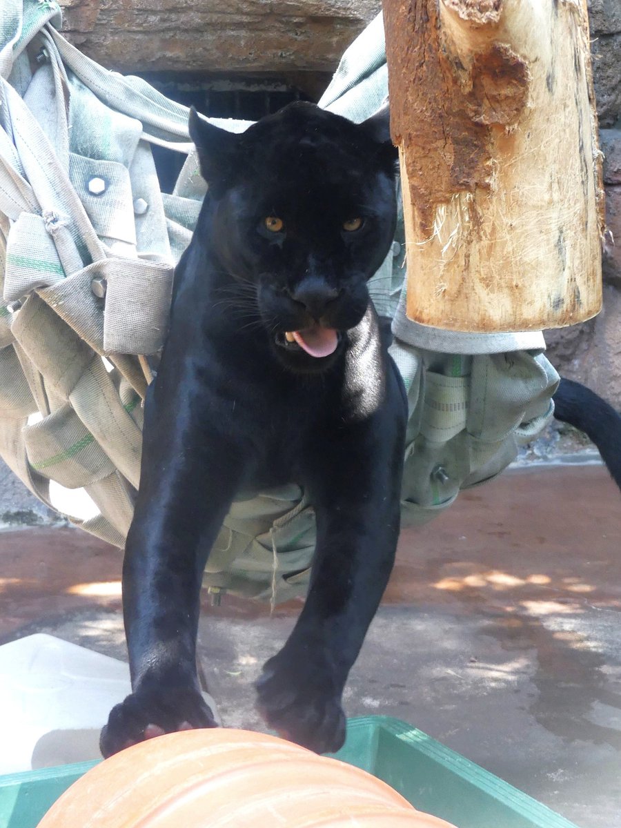 maruになります サザン 進一/SHINICHI】プレーンスニーカー(シューズ)｜三陽山長