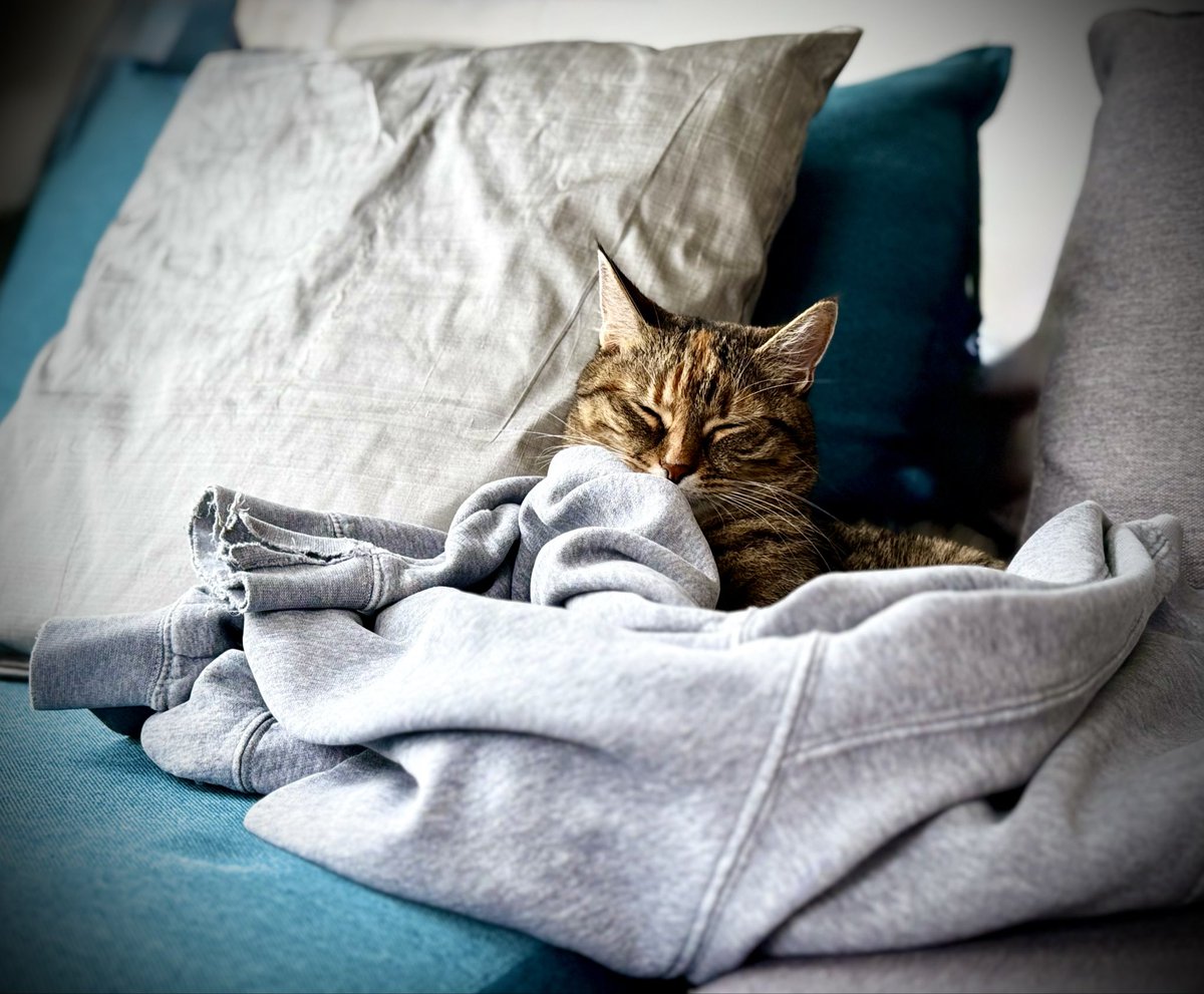 Spirelli79's tweet photo. #eingekuschelt im #Hoodie #bestesleben #cats #meinetussi https://t.co/T6JnRKaVY1