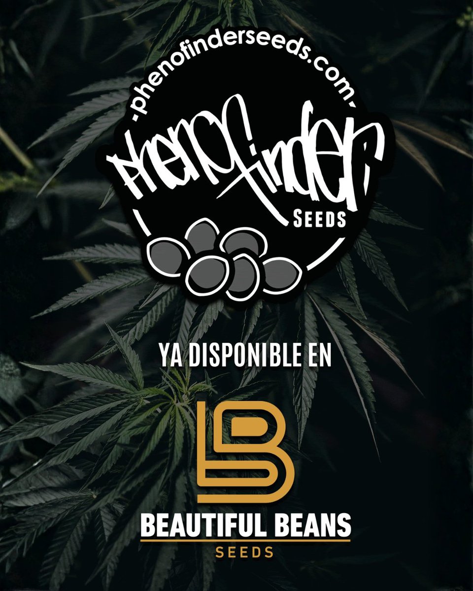 Beautiful Beans Seeds tweet media
