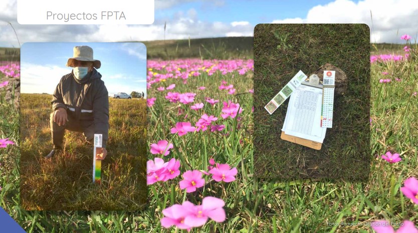 NOVEDADES REVISTA INIA:
✅Tras cinco años de trabajo, el proyecto FPTA Gestión del Pasto llega a su cierre. En este artículo se realiza un  balance de la experiencia y se comparten los principales aprendizajes obtenidos. 
▶️inia.uy/sites/default/…