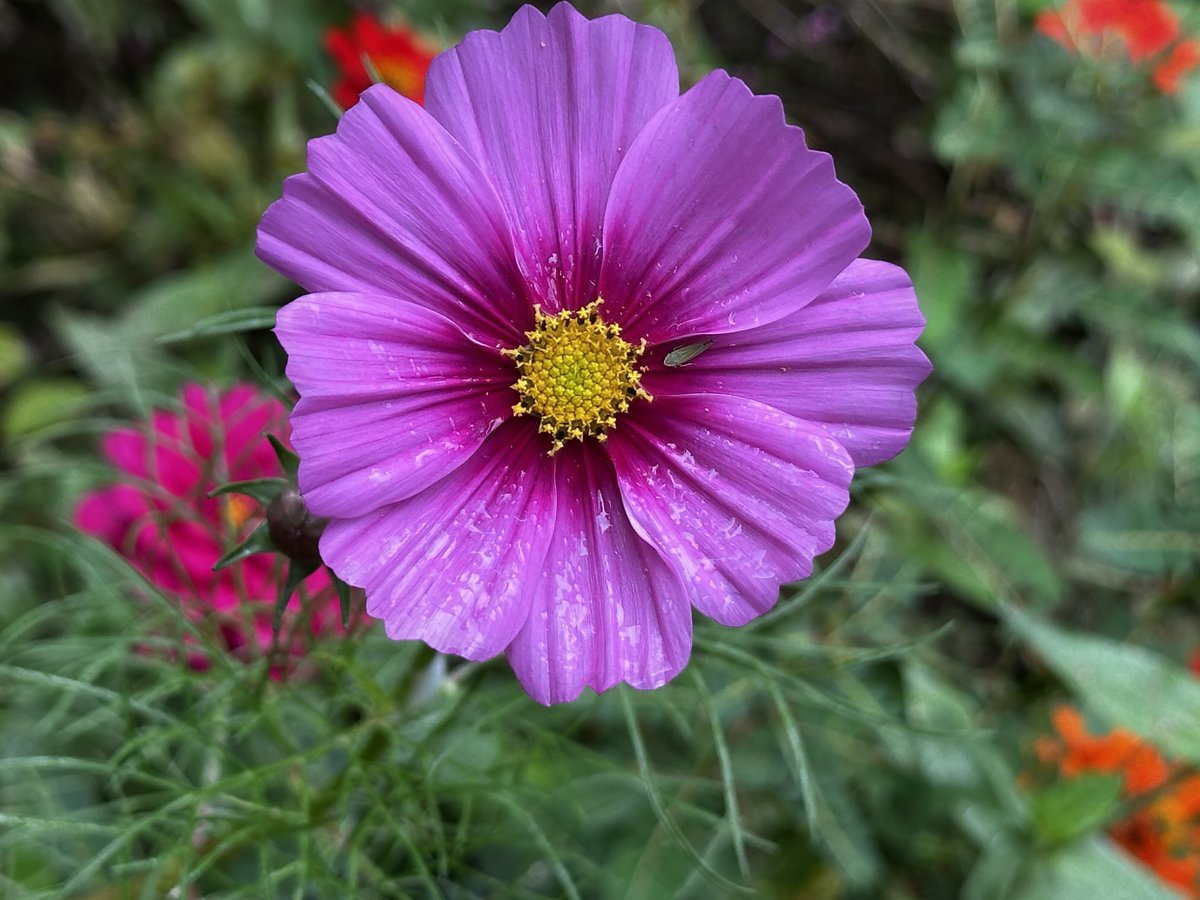 JoHackl's tweet image. Good morning from Concord, NC! I’m excited for #ncslma25 

#educators #librarians #librariansrock