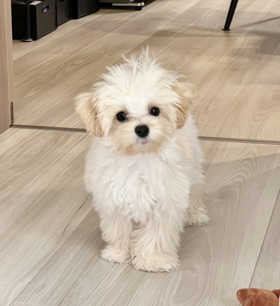 ベロしまい忘れてるよ👅