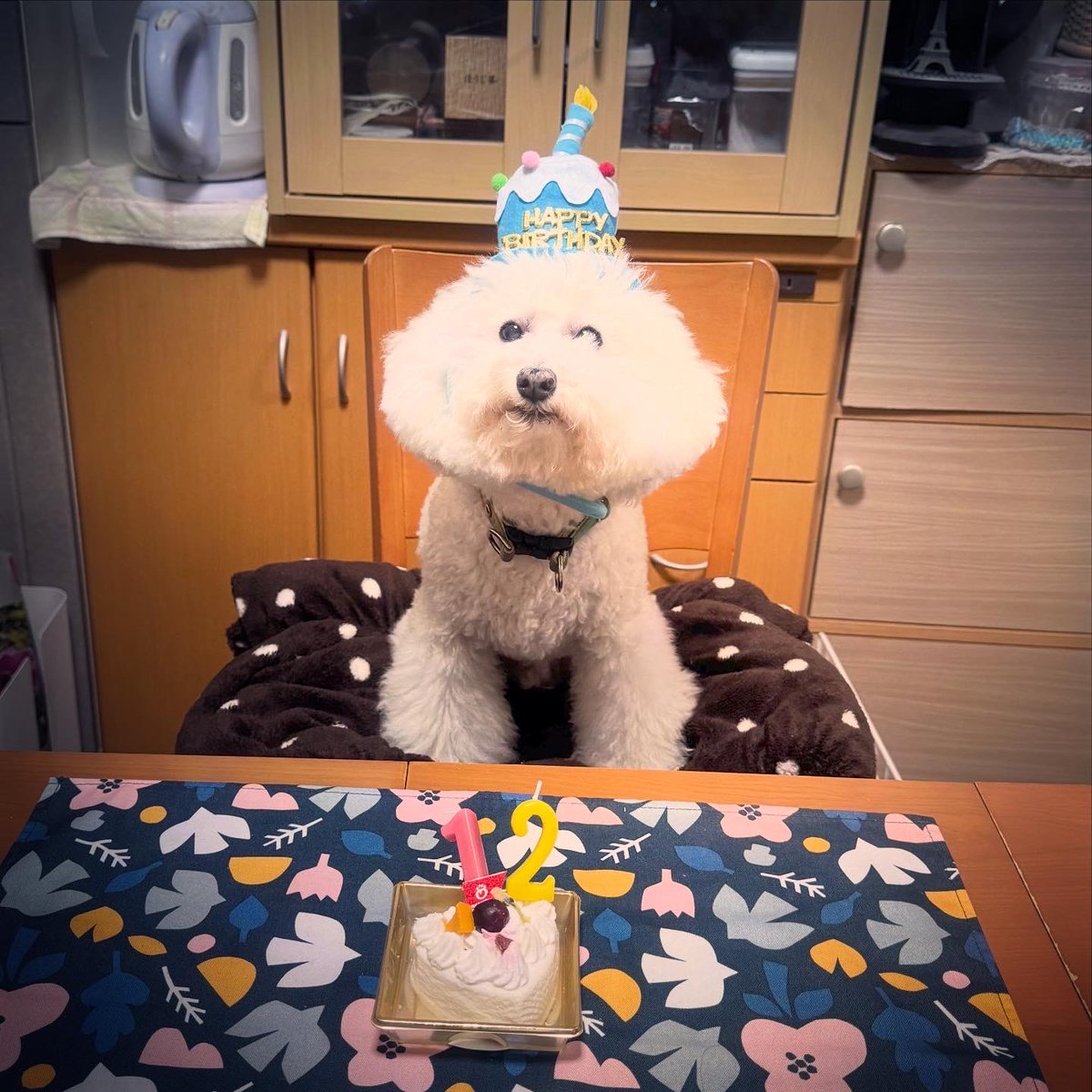 kuribo14's tweet photo. こんばんは✩.*˚ ご無沙汰しておりました💦
今日はタクの誕生日…12歳になりました♪
これからもどーぞよろしくお願いいたします🤗
 #トイプードル #トイプードル12歳 #toypoodle #ビ��ョンフリーゼではない #女の子にまちがわれる https://t.co/7N2wKKc247