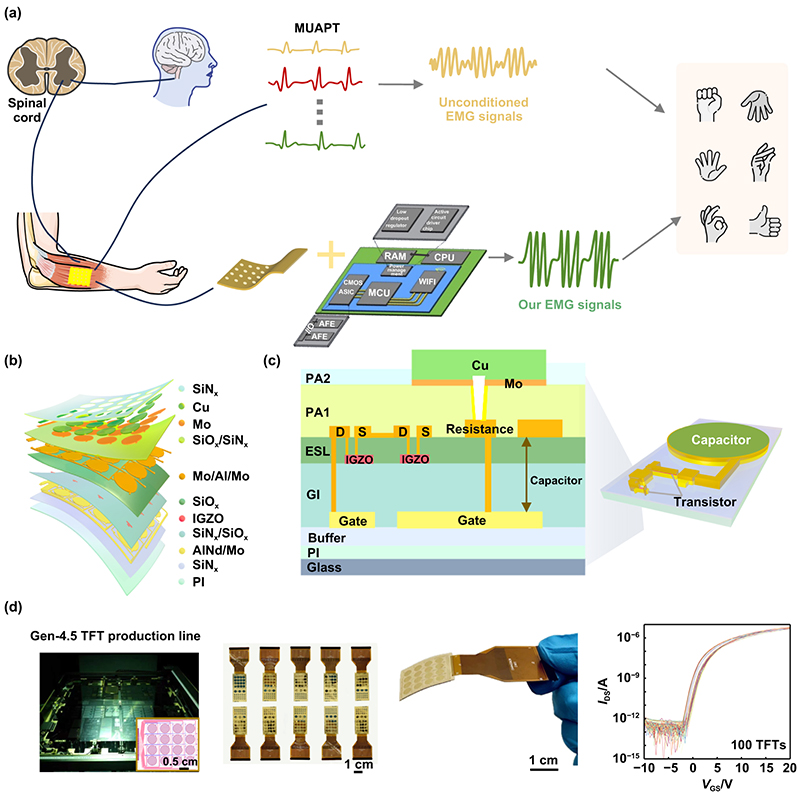 IntJExtremManuf's tweet image. Scientists have developed a scalable 16-channel active #MicroelectrodeArray using Gen-4.5 a-IGZO TFT technology to reliably capture and decode #sEMG signals, advancing #WearableHealth and human-machine interaction.
#OpenAccess in #IJEM: doi.org/10.1088/2631-7…