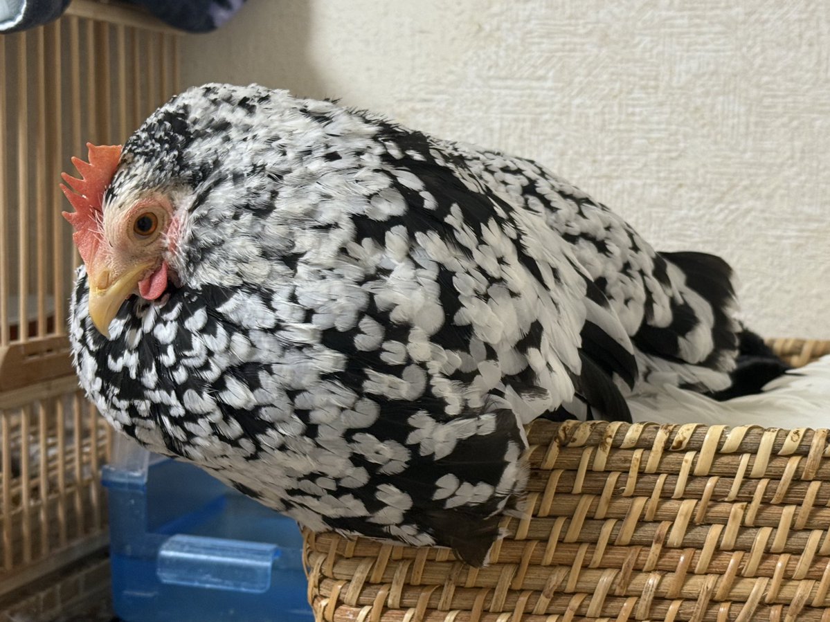 675tori's tweet image. 換羽がはじまり、元気ではないかも