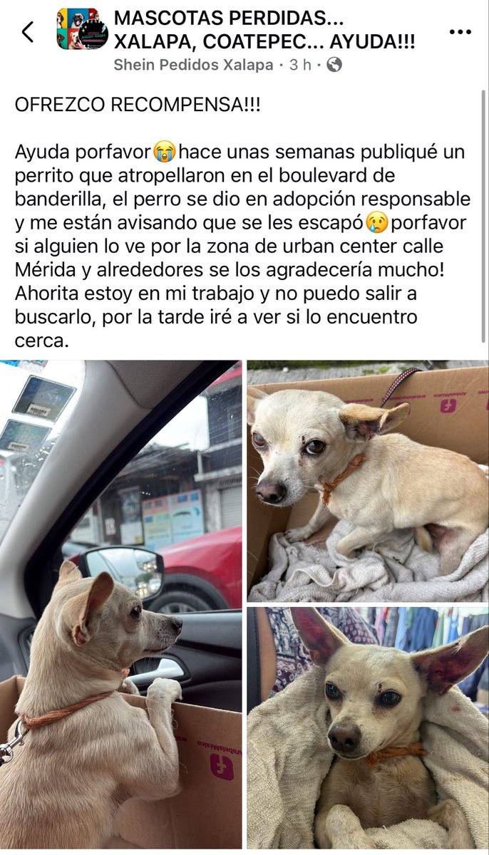 RT🐶
<a href="/mayteponm/">Mayte P.</a> <a href="/mageba04/">Gina alarcon</a> <a href="/Corintiacruz/">Corintia Cruz Oregón</a> <a href="/VialidadXalapa/">Vialidad Xalapa 🚦 VX 🌎</a> <a href="/AbelMucino/">Abel Muciño</a> <a href="/tierraverde1943/">ℓια ₊˚.༄ *ﾟ🌱</a> <a href="/pilykuera/">Pily Peregrina</a> <a href="/CECILLIA36/">CECILIA MENDEZ</a> <a href="/sara_juarez/">saraliz</a> <a href="/Ydlan/">Naldy Patricia</a> <a href="/fherciencias/">Soy Fher!</a> <a href="/camellinlove/">Porque soy xalapeño</a> <a href="/ArrezEdda/">Edda Arrez</a> <a href="/PopColorsXal/">PopCX</a> <a href="/RoxanaAAT/">Feto de PicaFresa🍓</a> <a href="/penelopemoncayo/">Penélope Moncayo.</a> <a href="/Zapatito_Azul/">Yuria Eldia Reyes</a> <a href="/sandysiux/">Sandy Colunga</a> <a href="/rociosaiz/">Rocio Saiz</a> <a href="/Pechmed/">Peter Tweet</a> #Banderilla #Xalapa