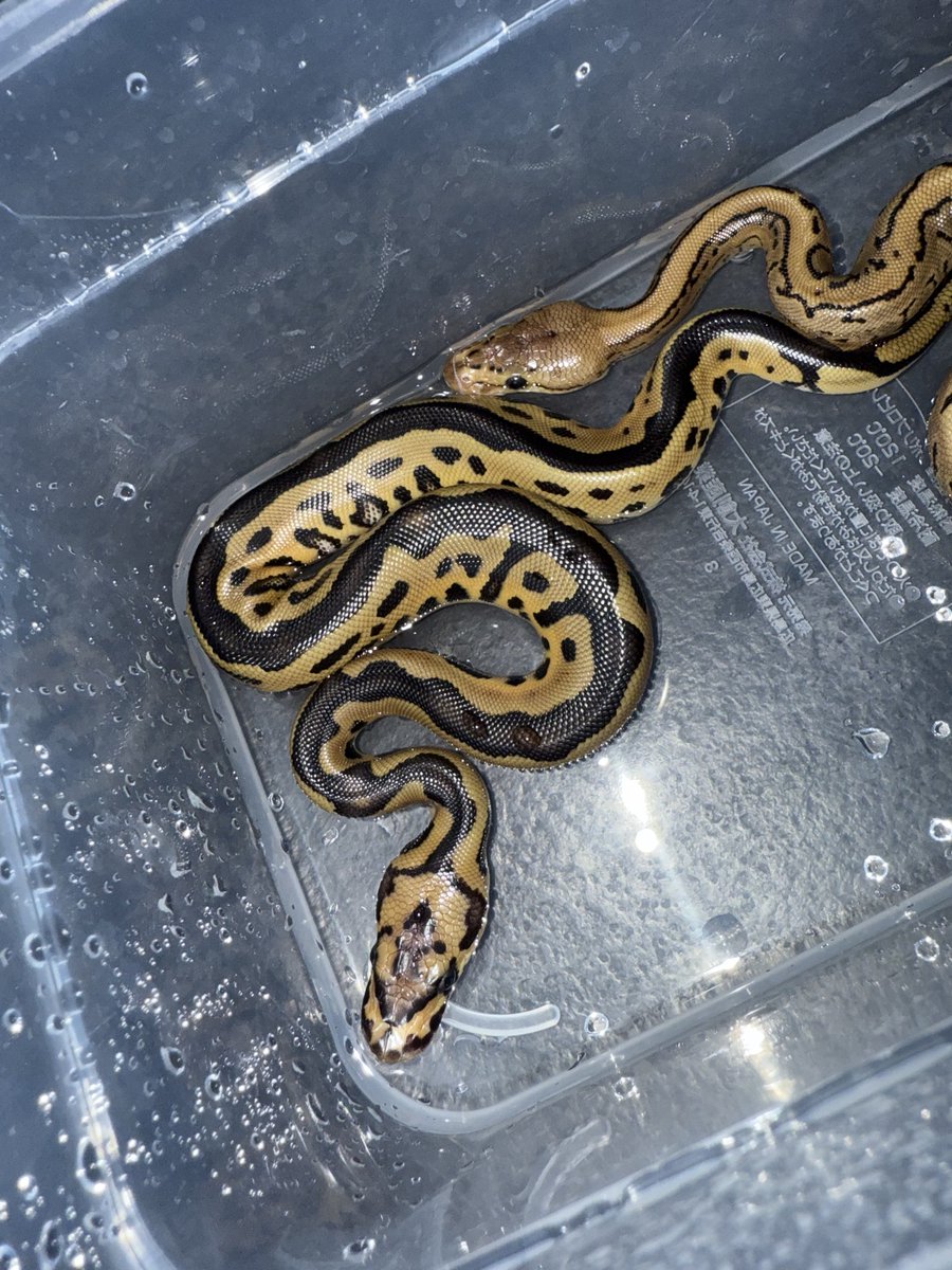 06shockwave's tweet image. 1.0 Batman 66%hetDG 50%het VPI Ax Monsoon
1.0 Pastel DG 66%het Clown 50%het VPI Ax Monsoon
#ボールパイソン 
#ballpython
#06cb