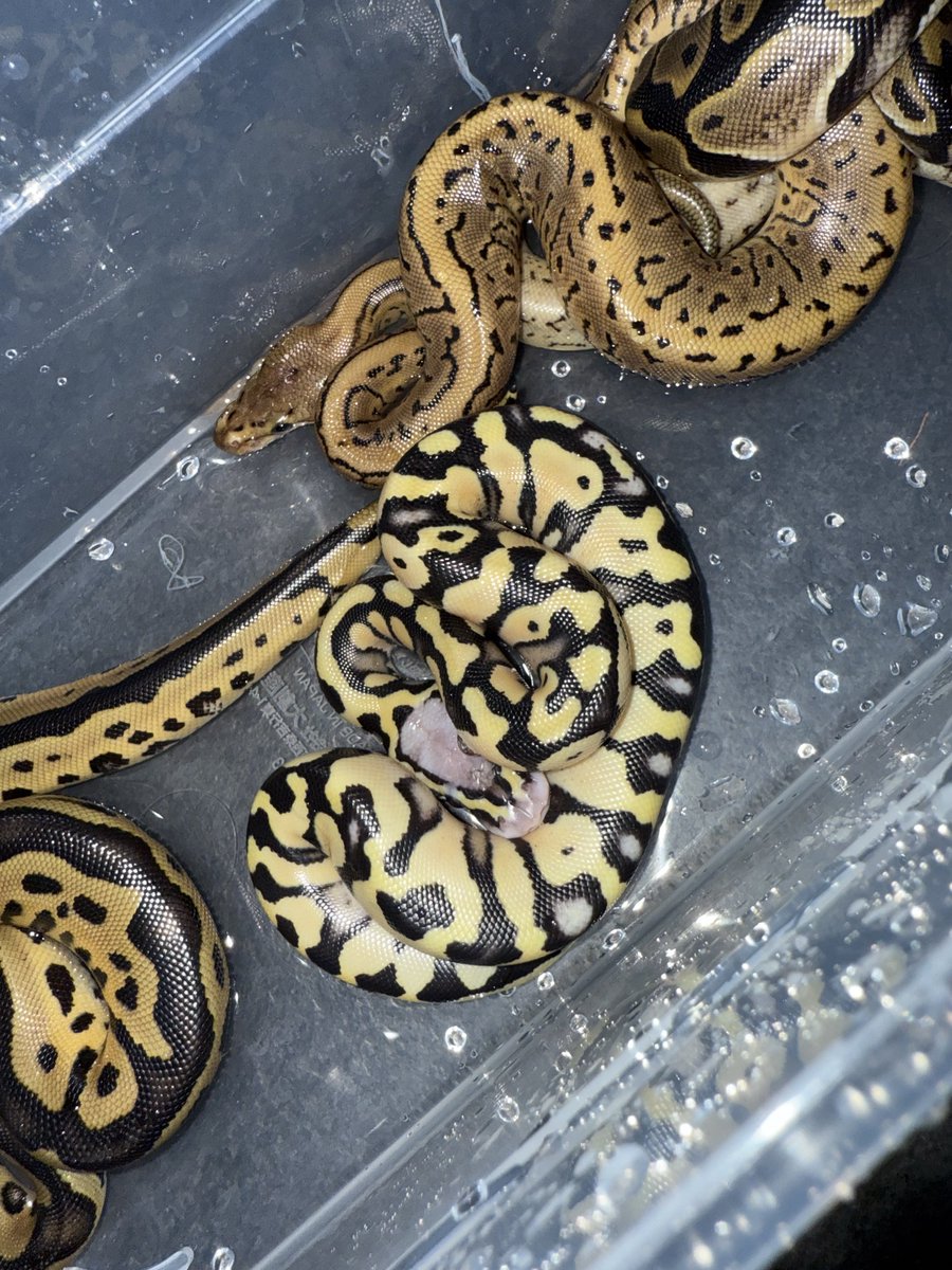 06shockwave's tweet image. 1.0 Batman 66%hetDG 50%het VPI Ax Monsoon
1.0 Pastel DG 66%het Clown 50%het VPI Ax Monsoon
#ボールパイソン 
#ballpython
#06cb