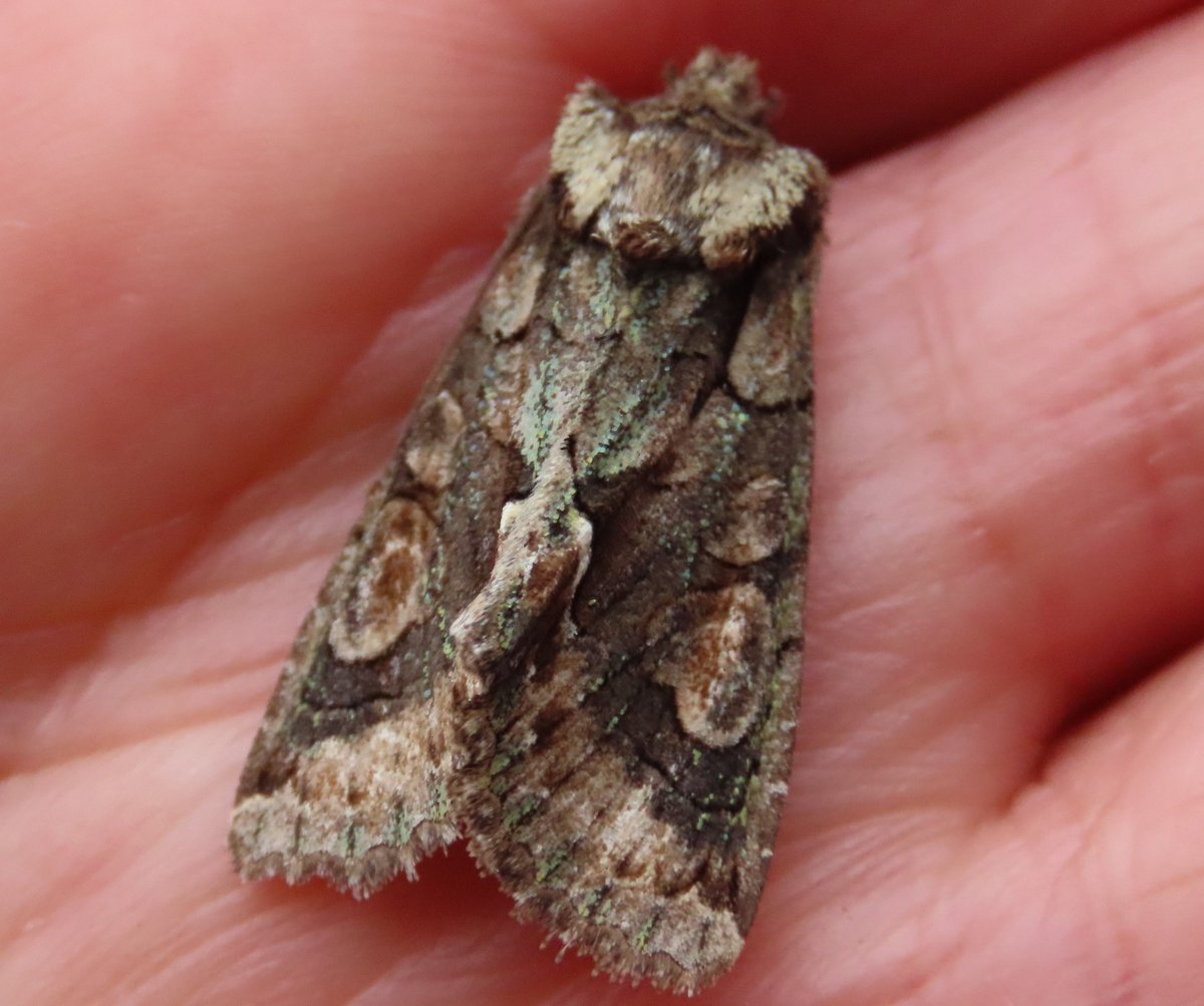 A disappointing catch in my garden moth trap yesterday morning probably due to New Moon. Only 3 species but new to the garden was a Narrow -winged Grey and as well as a Green-brindled Crescent. #mothsmatter
