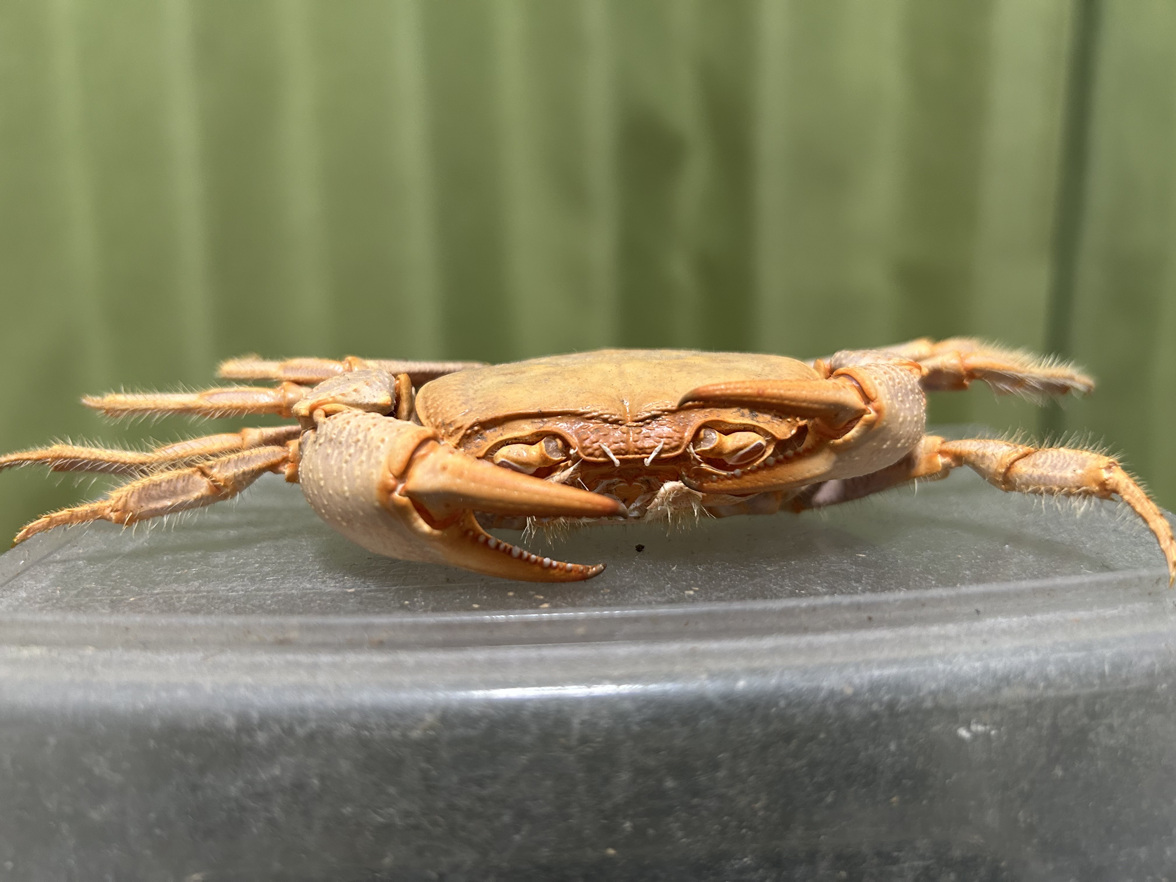 ザビエル蟹 KONOYO｜いい芽ふくら芽 in TOKYO 2021