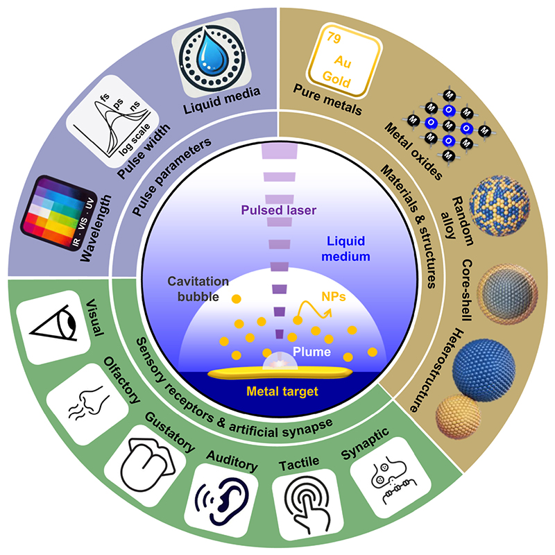 IntJExtremManuf's tweet image. This review highlights the transformative potential of LAL-fabricated #Nanoparticles for Artificial Sensory Systems, outlining key LAL mechanisms, process parameters, and size modulation strategies, while discussing future industrial prospects. @Ajou_University
#OpenAccess…