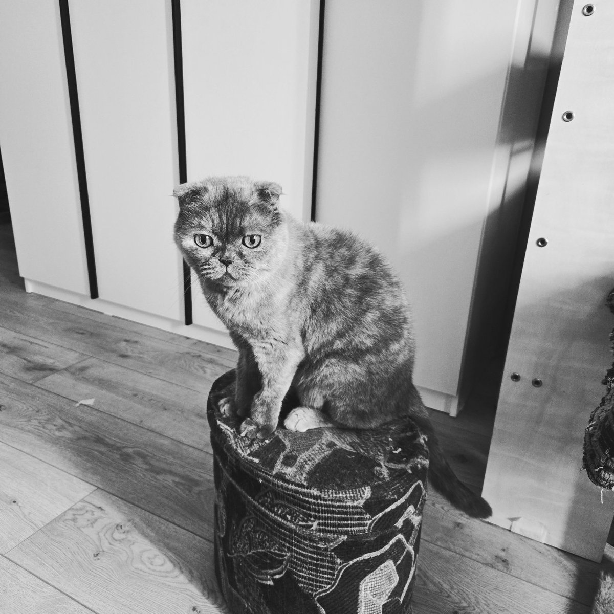 Моей сладкой булочки больше нет, это прощальный коточетверг, спи сладко солнышко мое #коточетверг