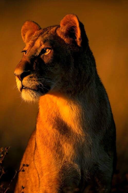 idkysmin's tweet photo. leoas são negras chocolatudas https://t.co/3NdV5caOpU
