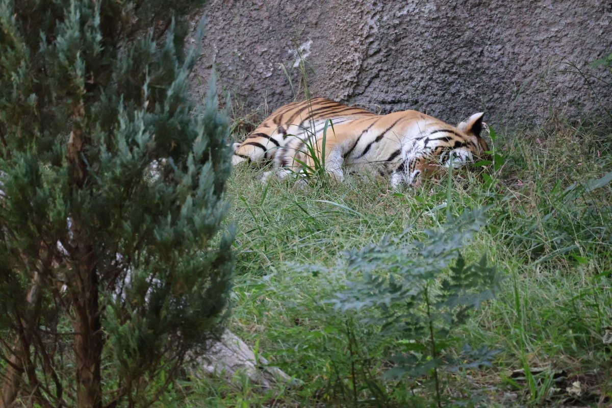 tokitmc's tweet image. チラッ👀

＃アース
＃アムールトラ
＃のんほいパーク
＃豊橋総合動植物公園