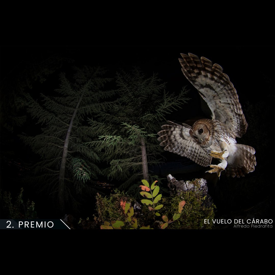 Foresna Zurgaia tweet media