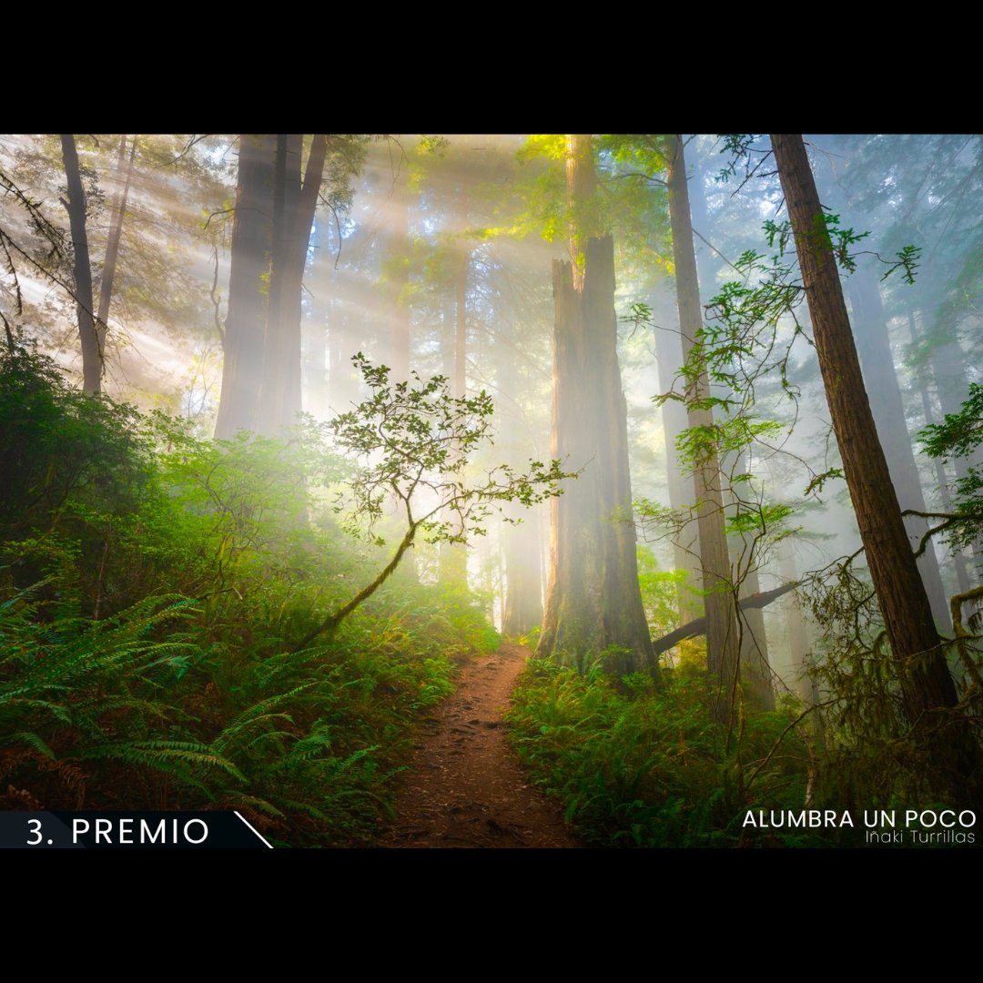 Foresna Zurgaia tweet media