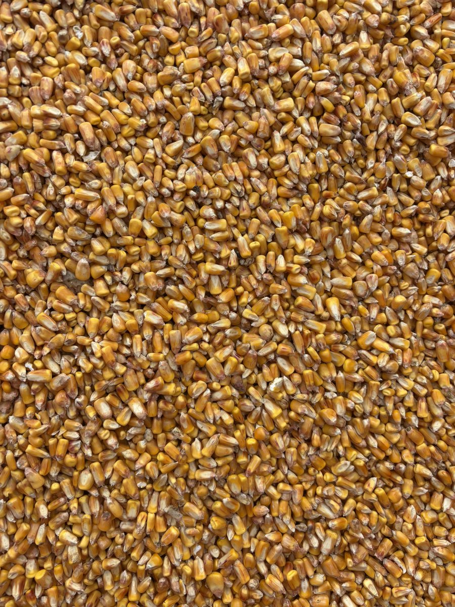 Hier, une nouvelle après midi de récolte de 🌽 
Parcelle semée autour du 1er mai : 19 à 21% d’humidité pour des indices 320-450. Bonne surprise concernant les humidités et les rendements 👍