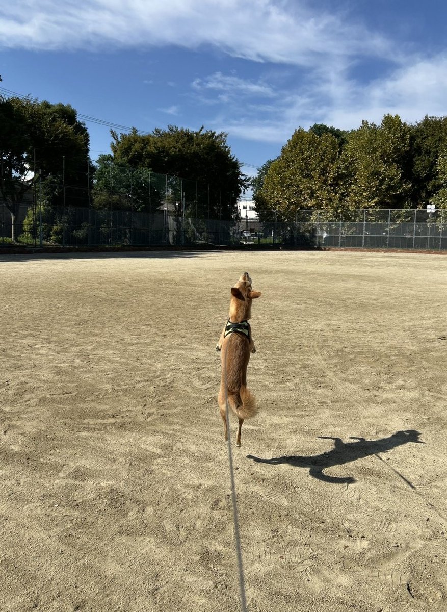 虎徹ジャンプ！