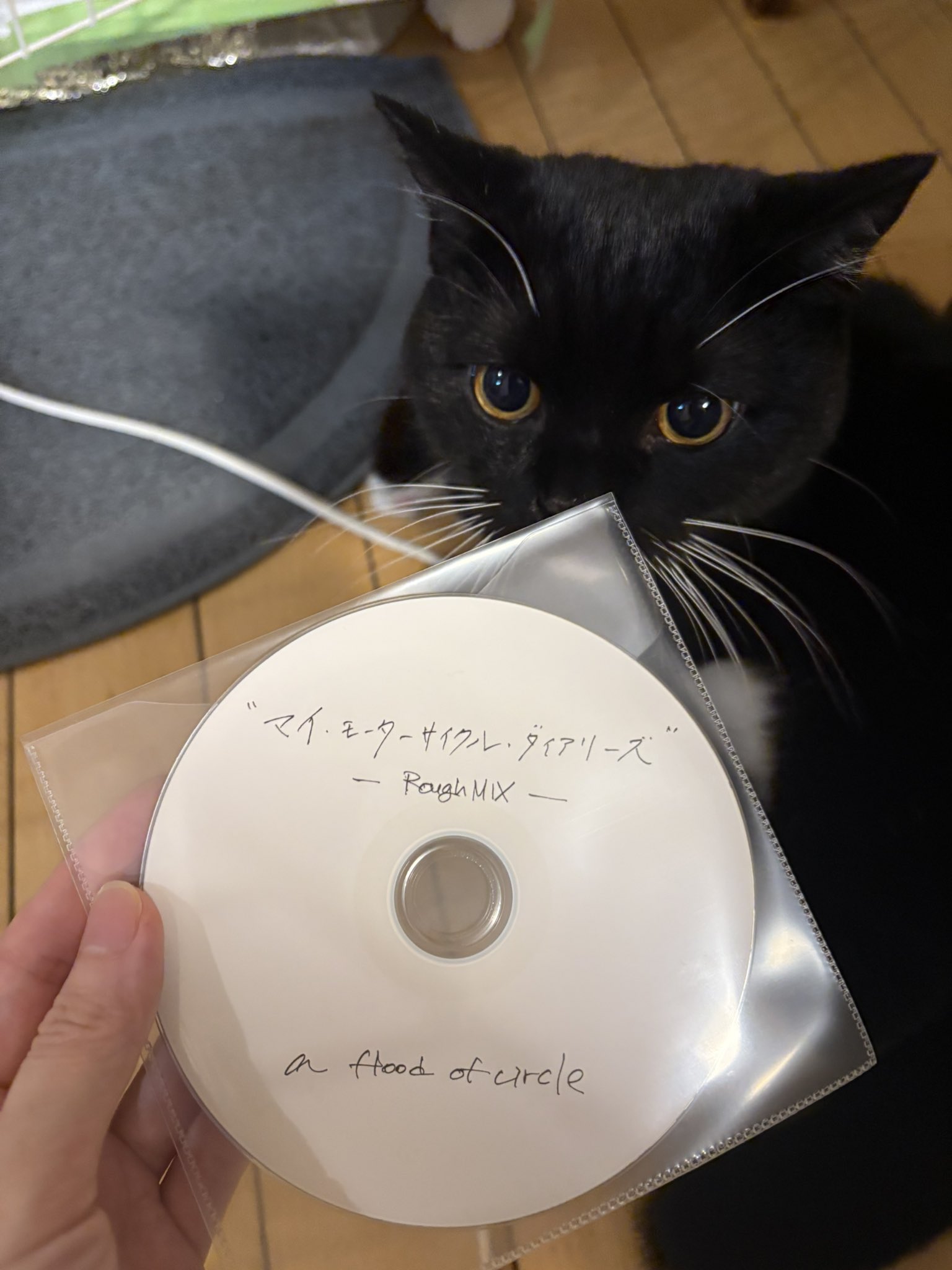 雨の日のねこ様♡ありがとうございます♡ 斜雨 on X: 