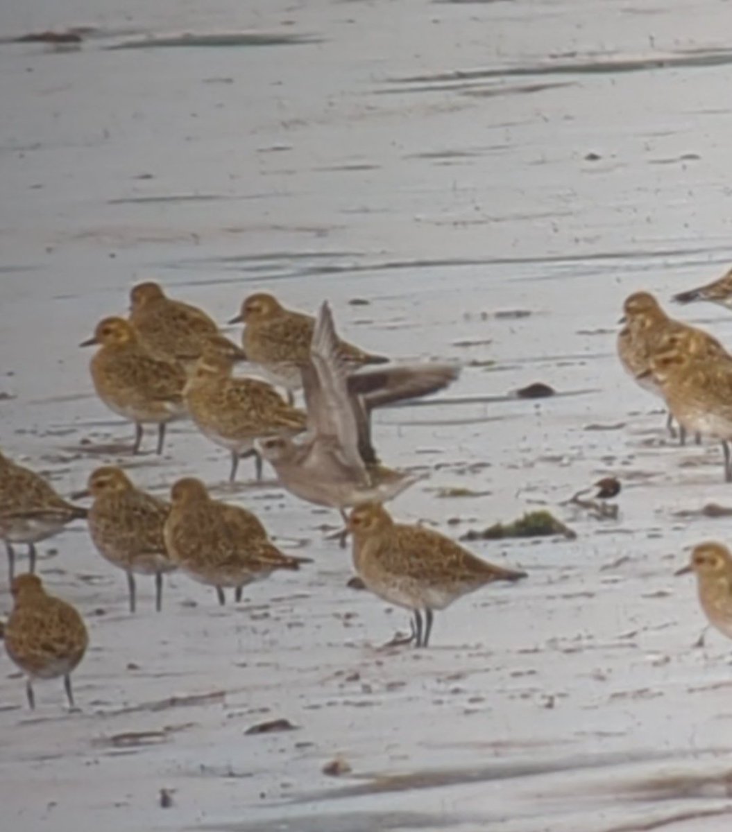 Kilian Kelly tweet media