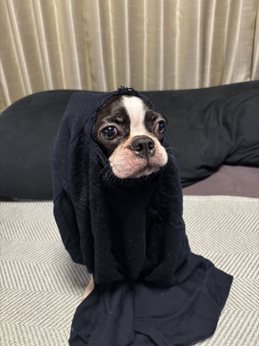boston_johnny44's tweet photo. パパのセーターにイタズラして穴開けちゃった。
カオナシスタイルで怒られたー。
【〒⌓〒】💬　あ、あ、…
今年のハロウィン🎃はコレでいこか👻 https://t.co/yerQ8QQGW4