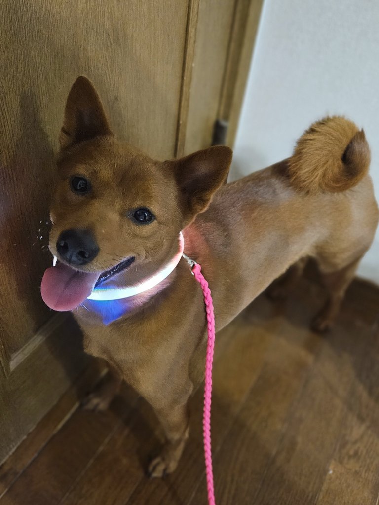 最近こはるがめちゃくちゃかわいくなってきて困る
ちょっとふっくらしてきたからかな
かっわいいっ