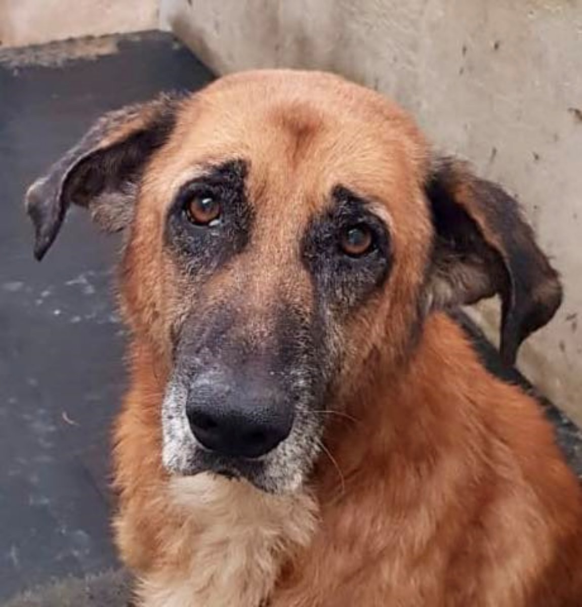 SosAbuelos1's tweet photo. #Murcia
#JERÓNIMO tiene 8 años. Acaba de llegar a la perrera. Es imposible describir el miedo en sus ojos.

Está completamente desconcertado. Está tan asustado que ni siquiera pudo comer la comida especialmente preparada que le dimos, a pesar de que se estaba muriendo de hambre.

Esta es la triste, difícil realidad para muchos perros que estamos rescatando en este momento.

Necesita un cuidado inmediato para empezar a curarse.

Contacto; losinfiernosdogs@gmail.com

🔗 𝐅𝐢𝐜𝐡𝐚: https://t.co/KavZaMuwUz