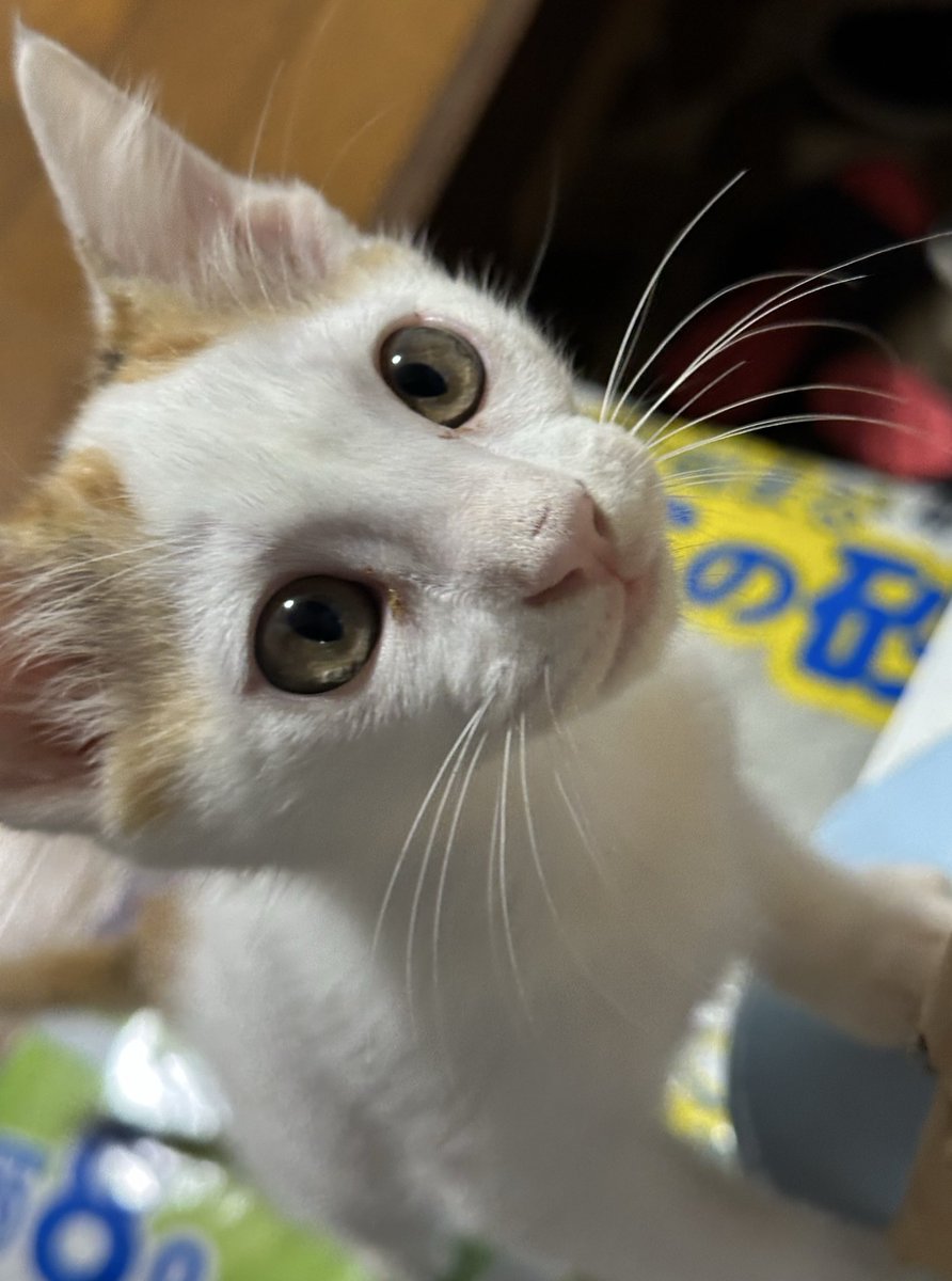 関西の猫好きさん専用 barchetta_msp35t-029
