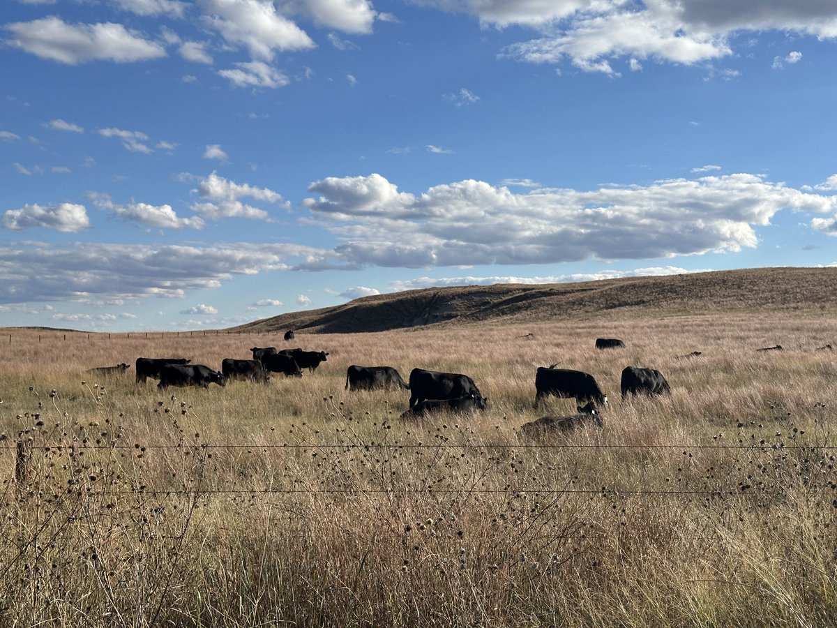 Buying assets or breeding livestock should be a business decision first, and a tax decision second. When the order flips, that snowball of debt, depreciation, and future tax problems starts rolling—and it can grow faster than you think. Read more at beef.unl.edu/tax-planning-c…