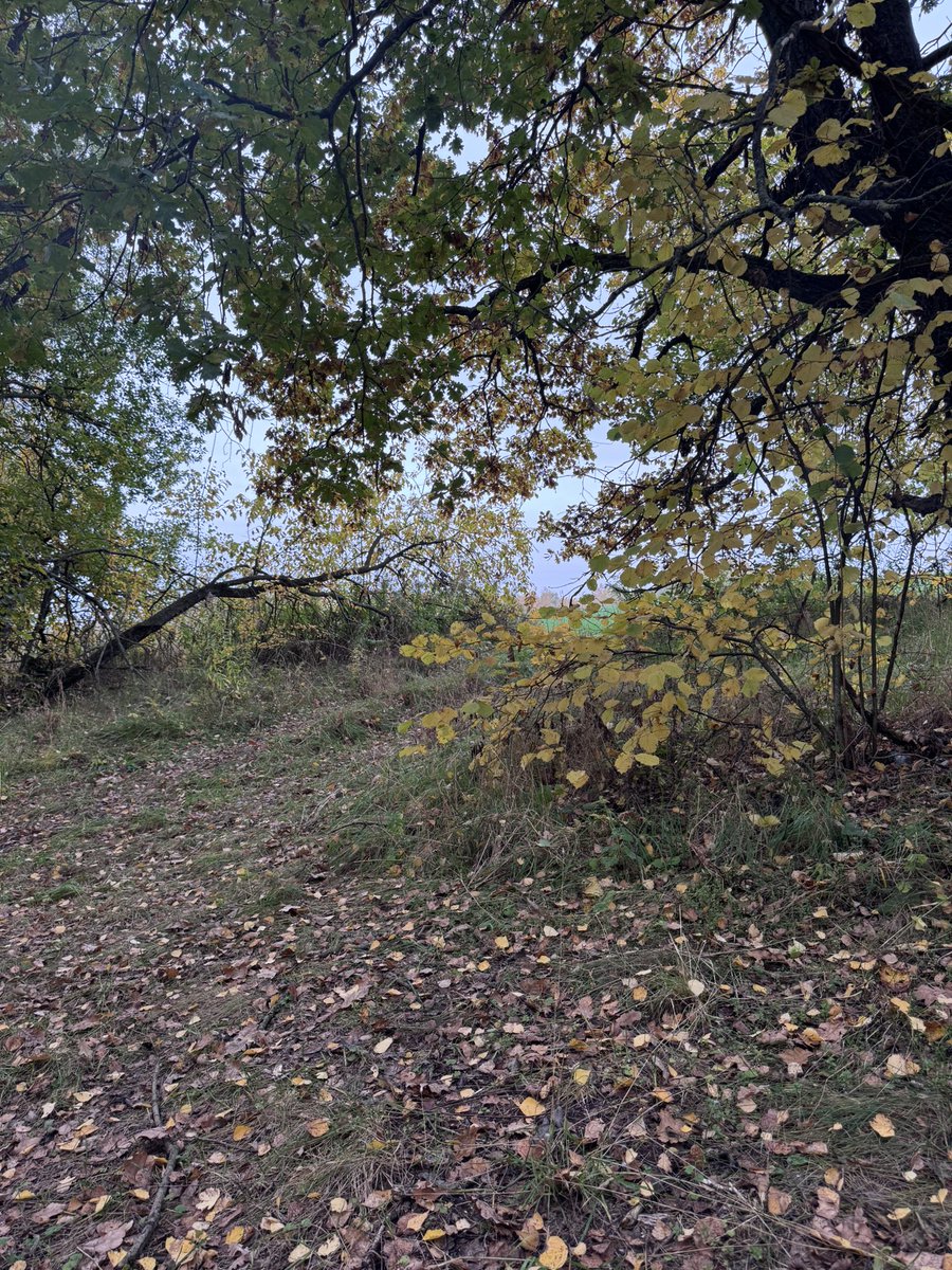 Вернулась в рыжий, по ощущениям откатилась до заводских настроек