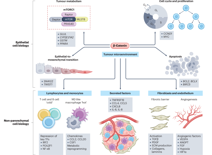 New online! WNT–β-catenin signalling in hepatocellular carcinoma: from bench to clinical trials bit.ly/46K5lEq