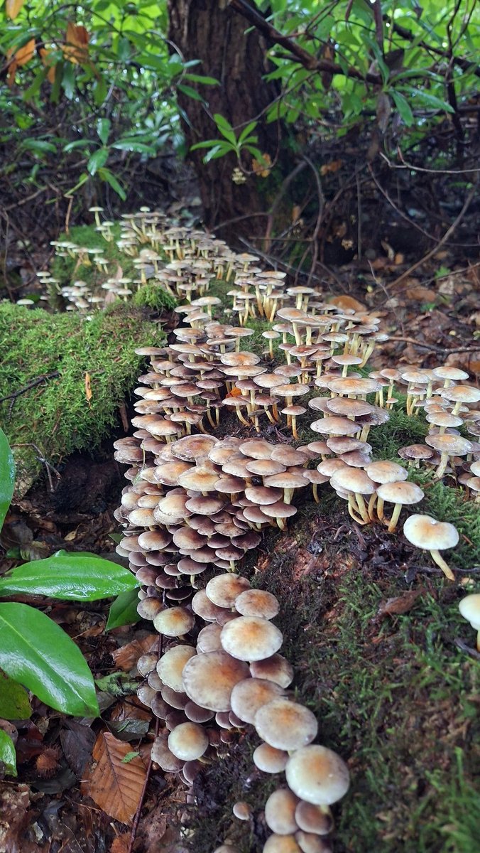 Ik ging vanmorgen wandelen en zag een paar paddestoelen.
Tot zover mijn dag...