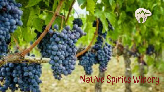 nswinery's tweet photo. Halloween Singo! at Native Spirits Winery! 🎶🍷 - https://t.co/nCai69PDXb https://t.co/eEZzzhVvj6