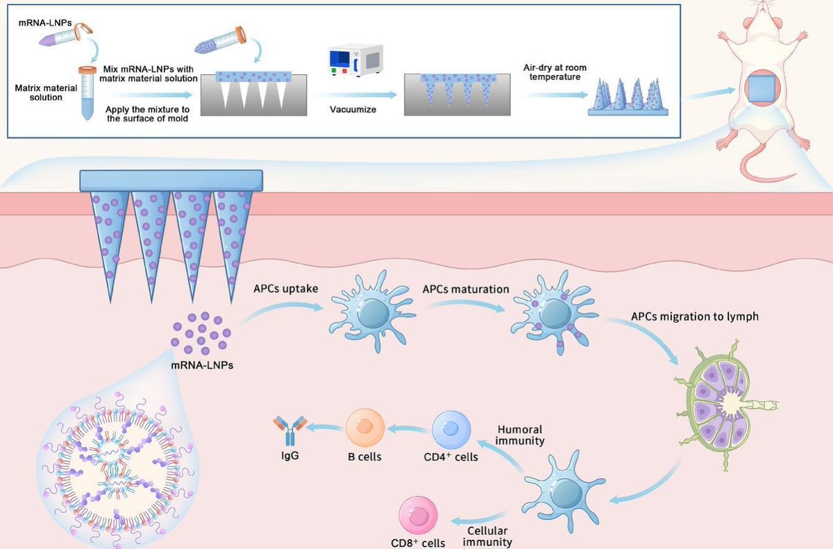 JCRnEDITORS's tweet image. Development of a dissolving microneedle patch for transdermal delivery of SARS-CoV-2 mRNA vaccine with enhanced stability and immunogenicity.
| Teng Shen @FudanUniversity |
[50 days' free access]
#TransdermalDelivery #mRNAvaccine #microneedle 
kwnsfk27.r.eu-west-1.awstrack.me/L0/https:%2F%2…