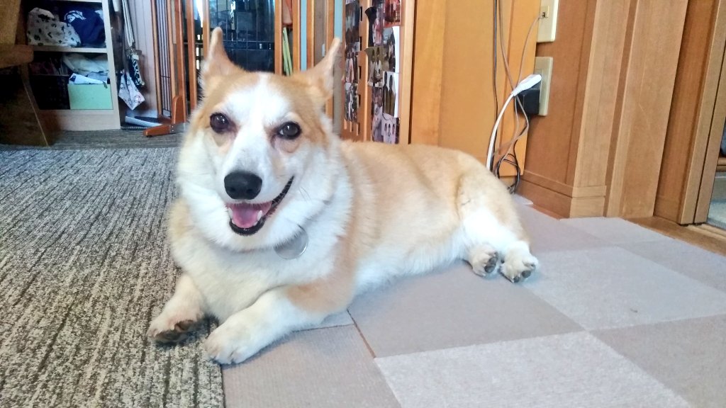 mintjam178's tweet image. 今日は先代犬ミントの命日です🙏病院からはあと2週間位と言われていたけど3ヶ月も頑張ってくれました🙆一時期は水分しか飲めなかった時期もあったけど亡くなる前日はしっかりご飯を食べて旅立ちました。これからもリリーのこと見守ってね😌 ＃コーギー ＃コーギーのいる暮らし ＃犬のいる暮らし
