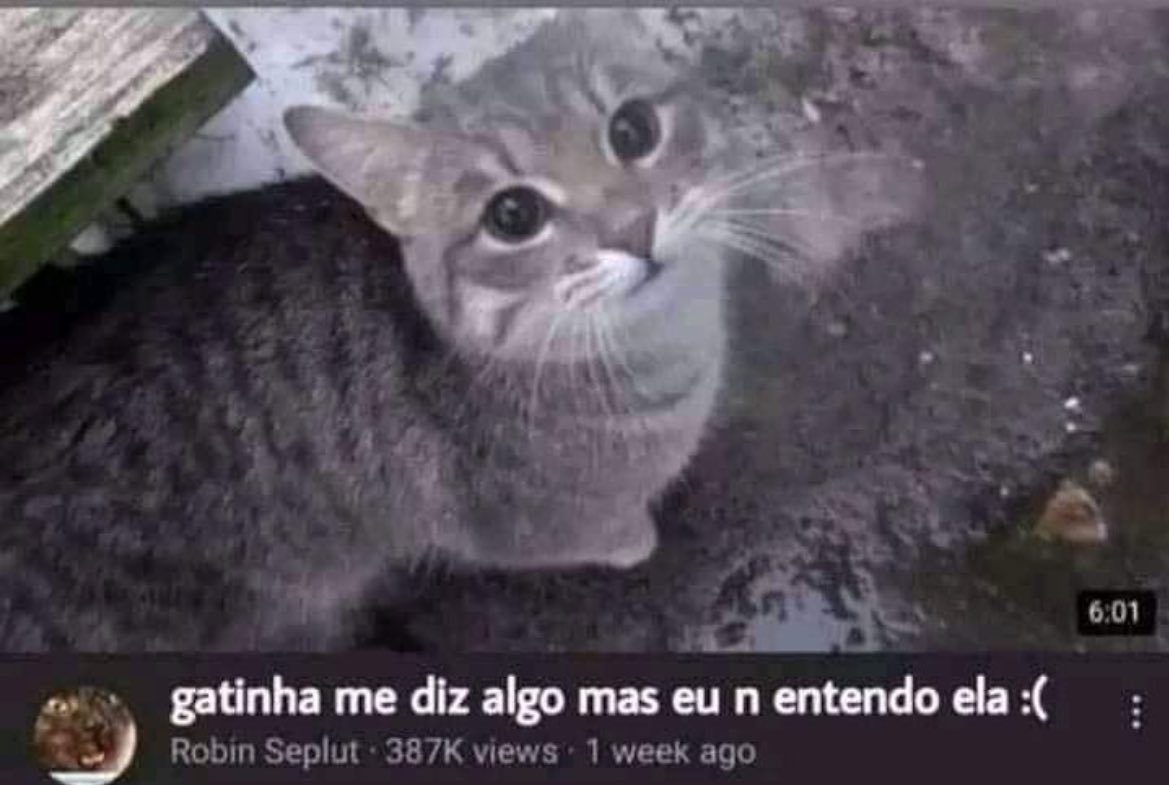 cachorro tweet media