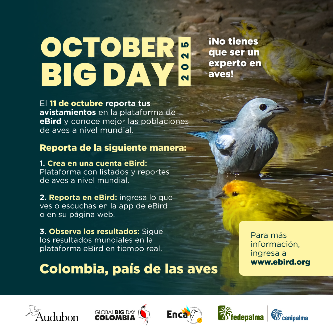 🌎🌿 ¡Este 11 de octubre nos unimos al #OctoberBigDay2025!
Desde las zonas palmeras celebraremos la biodiversidad que hace parte de nuestros paisajes y cultivos sostenibles. 🐦🔭
Prepárate para una jornada llena de naturaleza, color y vida.

¿Ya tienes tus binoculares listos?