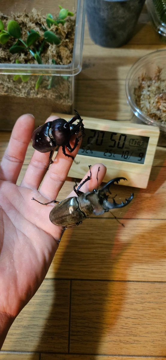10月も３分の１が過ぎましたね
保護したカブトムシ、採集したミヤマまだ元気😁
ブリードしてる虫たちも♪

そしていつかのイベントでおまけでもらったケイスケギラファの幼虫
♂が羽化して少し低めの温度で管理していたのが起きてしまった🤔
ケイスケ♀単を手に入れたのでペアリングした🤭