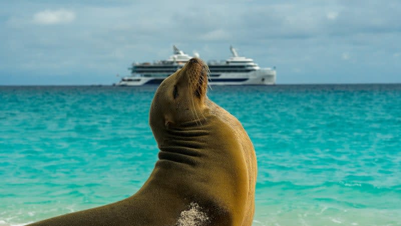 DawnTodd16's tweet photo. 🌴🌊 Discover the breathtaking beauty of the Galapagos Islands! This tropical paradise offers pristine beaches, crystal-clear turquoise waters, and incredible wildlife encounters. Calling all nature lovers seeking adventure and relaxation. 🌞🐢

Ready to explore this exotic parad https://t.co/Fnyj46FbZo
