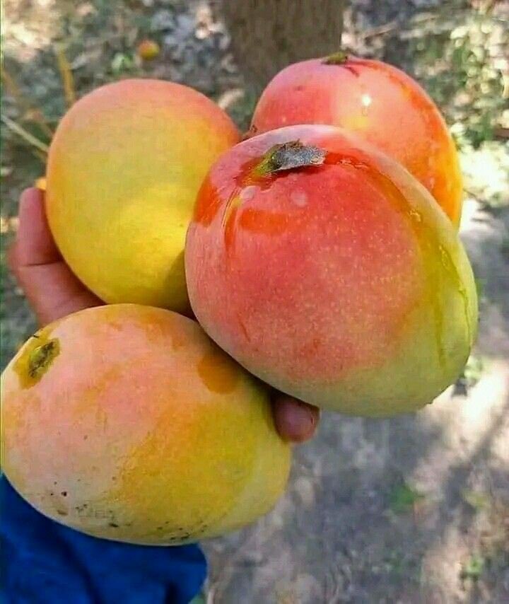 ModernAgri_Tips's tweet photo. Do you grow or process mangoes in Mashonaland East, Zimbabwe? ๐ฅญ
Weโre supporting farmers and entrepreneurs to strengthen the mango value chain for greater impact. ๐ฑ
#MangoValueChain #Agribusiness #Zimbabwe #CAA #FIAP #DevelopmentCanada #Canada #WomenInAg https://t.co/wivNNycjQA