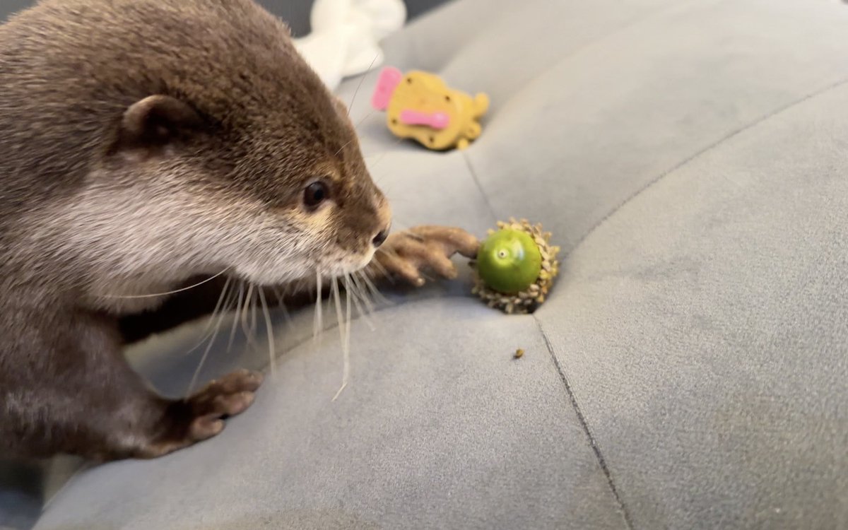 カワウソさくら (@kawauso_sakura) / Posts / X