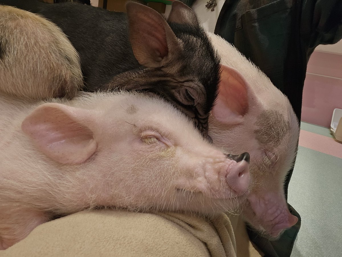 krmr_511's tweet image. いいハンターってやつは動物に好かれちまうんだ…