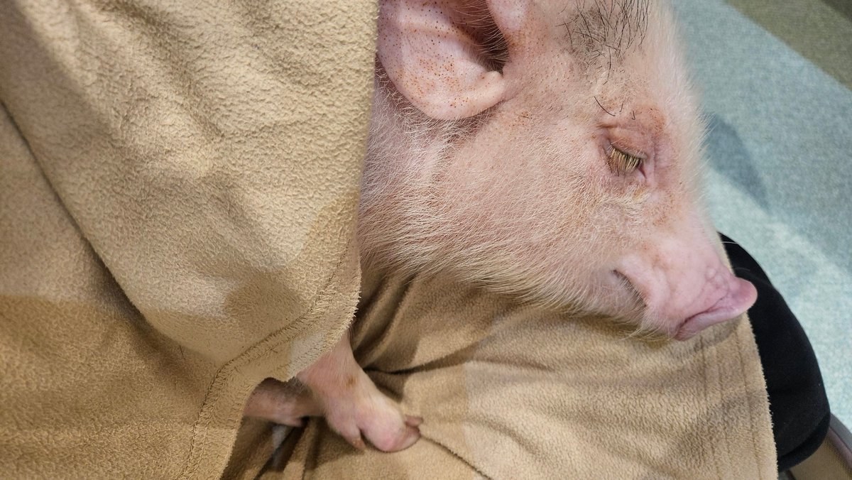 krmr_511's tweet image. いいハンターってやつは動物に好かれちまうんだ…