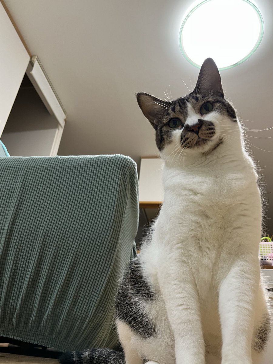 毎日満月だよ
#ねこ #猫の顔に猫