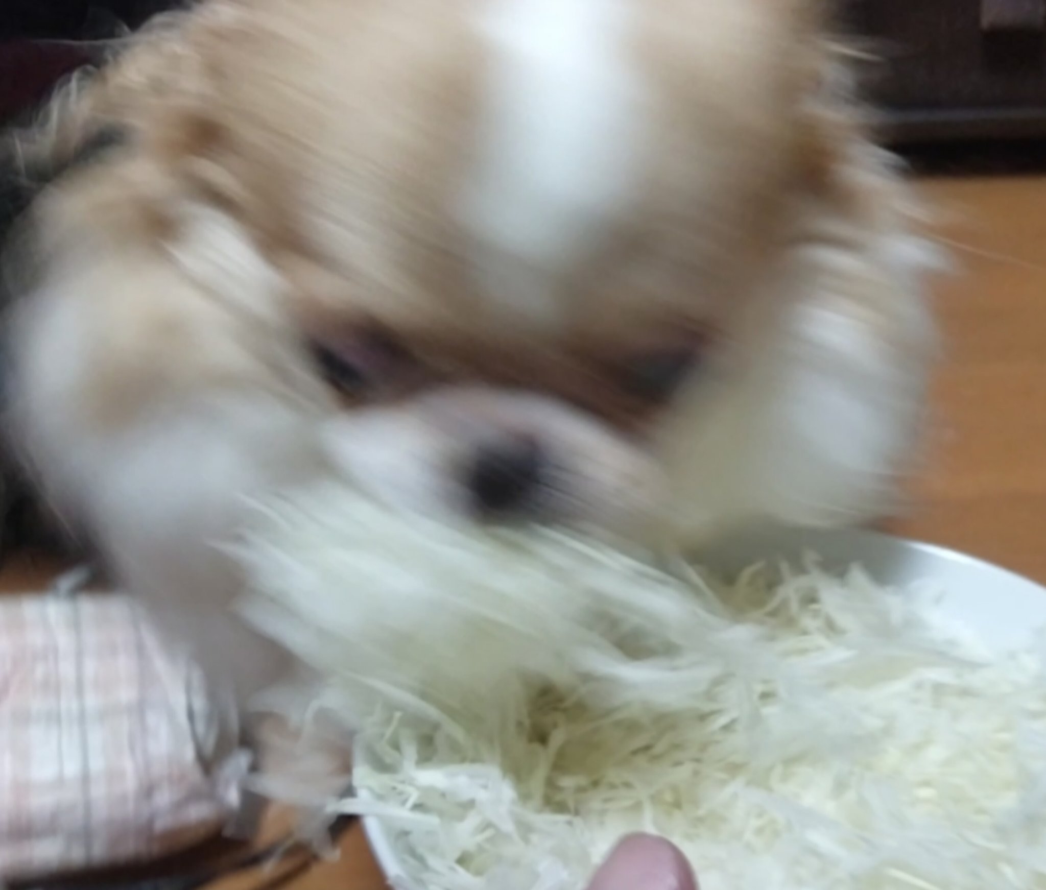 えちごやとちわわ (@echigoyamoke) / X