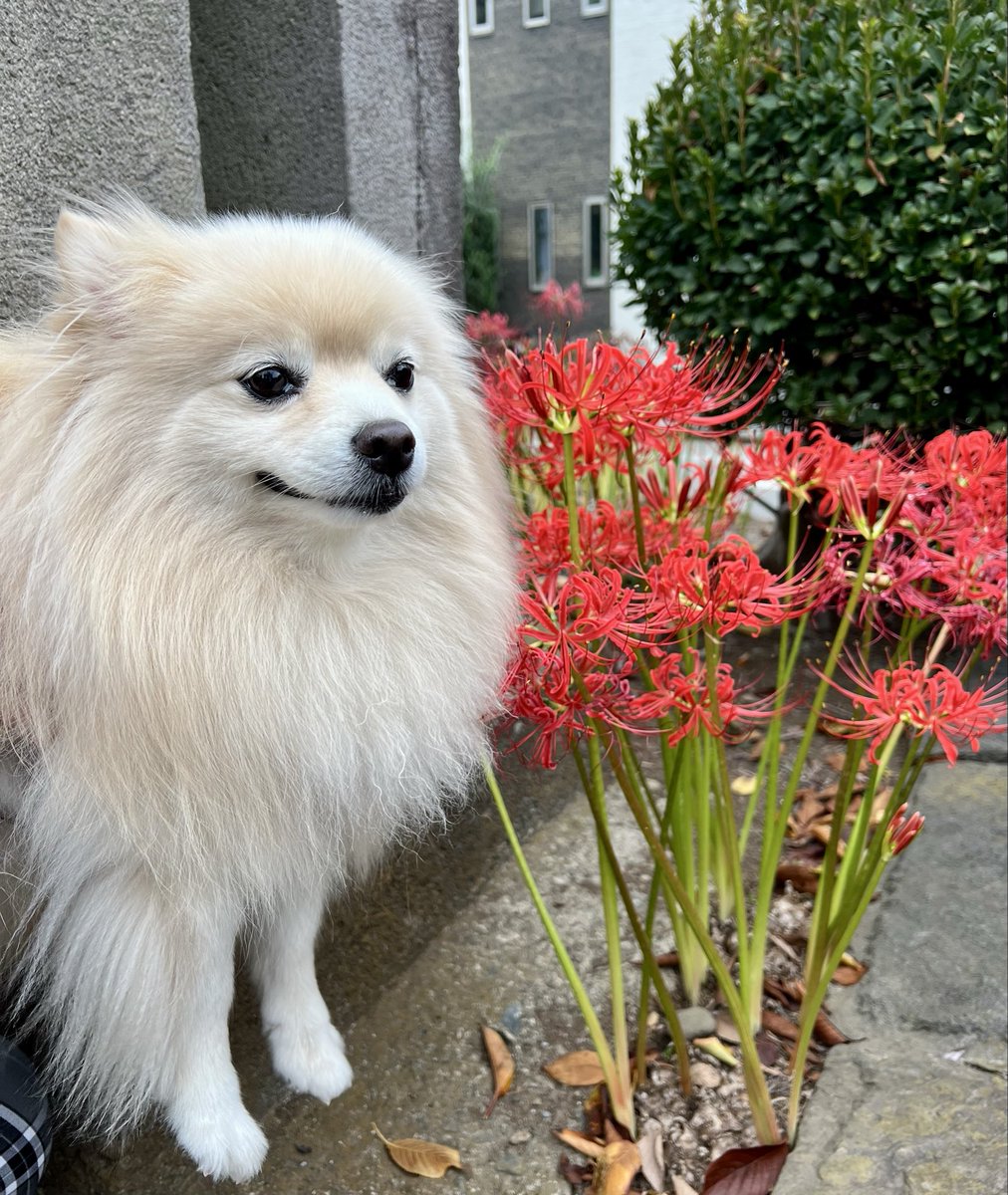 ぽめページ GG-RTX2080SP-E8GB/DF | NVIDIA GEFORCE RTX 2080 Super 搭載