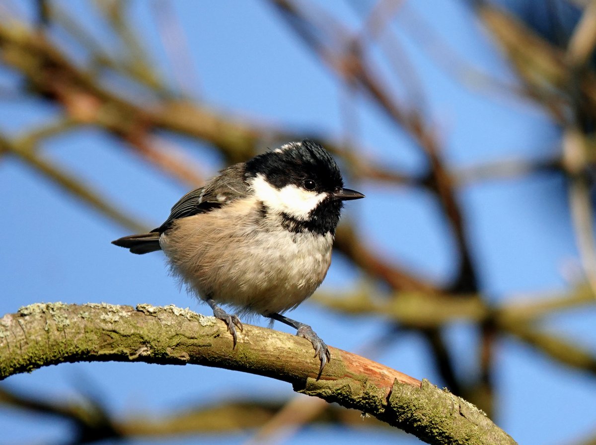 Coal Tit is a regular but sporadic autumn and winter visitor to Kenfig Pool in small numbers. Today there were seven present which is a decent count for the site including three that were trapped and ringed.