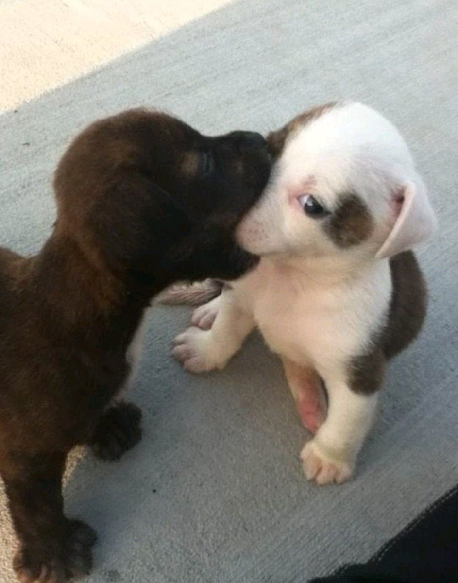 PUPPY CPR 🤔🤩😂
💋🐕💋🐕💋🐕💋🐕💋🐕💋🐕💋🐕💋💃