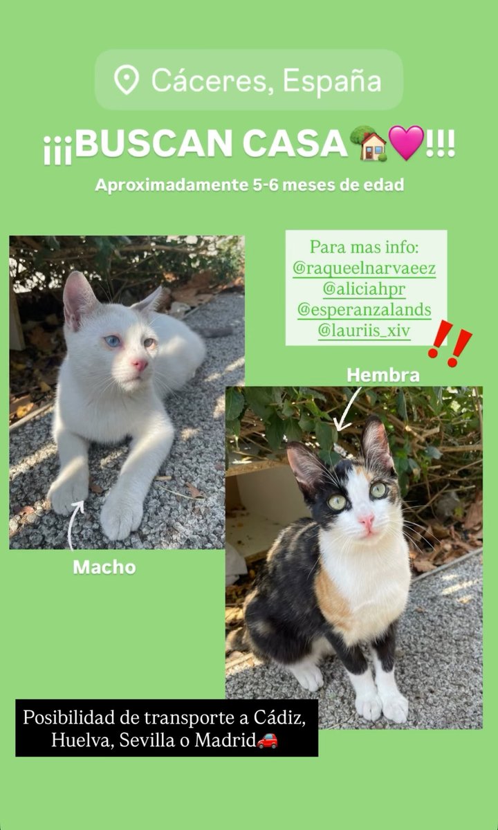 #adopcion #gato #buscancasa