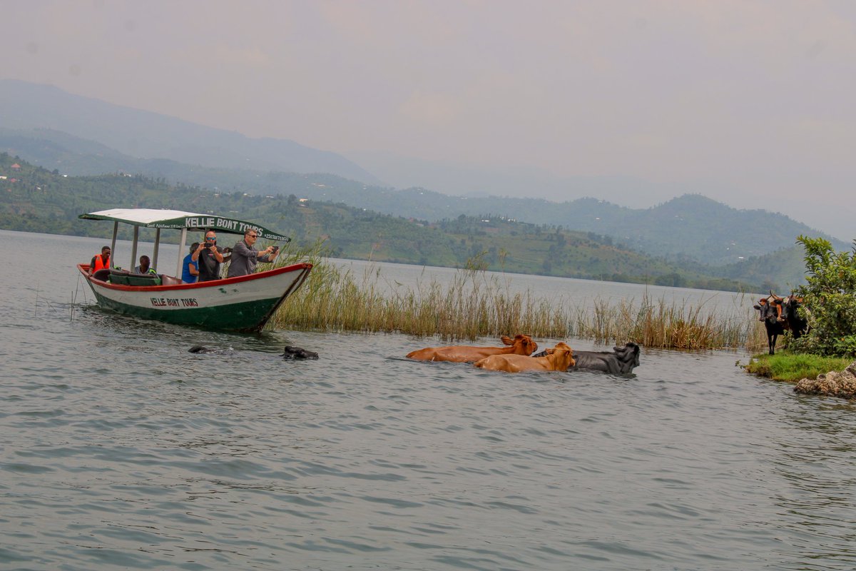 beyond_gorila's tweet photo. Discover @KarongiDistr , a home of hidden gems!
Enjoy unique experiences like cow swimming, authentic village walks, hiking on Napoleon Island, boat cruises, and fishing adventures.

Karongi is a perfect place to experience the beauty of Lake Kivu, where every step tells a story. https://t.co/YGuz1pdd56